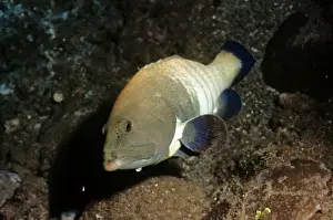 Grouper Prints: Peacock Grouper / Blue-spotted Grouper
