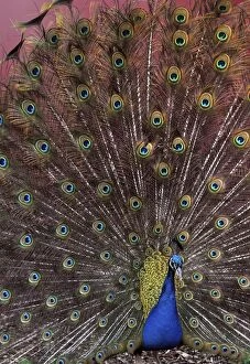 Images Dated 7th August 2012: Peacock/ Indian Peafowl - male