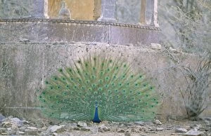 Images Dated 24th November 2006: Peacock / Indian Peafowl Ranthambhore National Park, India