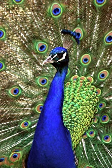 Gamebird Collection: Peacock- male displaying. Asia