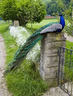 Images Dated 31st May 2008: Peacock - male sitting on gate post. Oxon Garden, UK