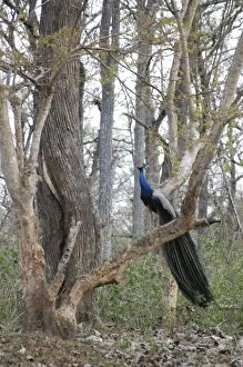 Images Dated 22nd March 2006: Peacock - Male in woods, India