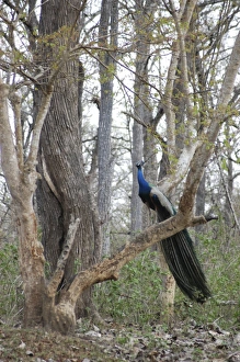 Images Dated 22nd March 2006: Peacock - Male in woods, India