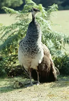 Peacocks Prints: Peacock / Pea Hen - with chick