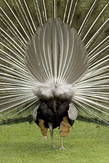 Peacock / Peafowl - Male displaying to female, rear view