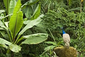 Peacock - in Rainforest