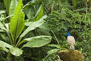 Guatemala Prints: Peacock - in Rainforest, Guatemala