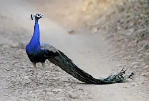 Peacocks Prints: Peacock - Ranthambhore National Park, Rajasthan, India