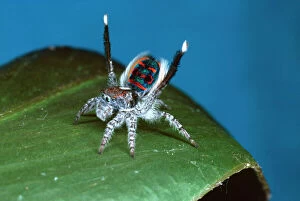 Display Collection: Peacock spider - male courting female Perth, Western Australia HRD00028