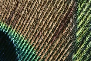 Tail Collection: Peacock Tail Feather Close-up