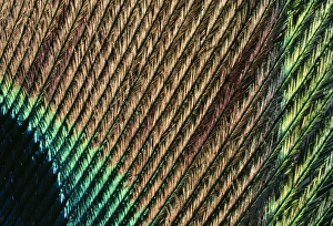 Feather Collection: Peacock Tail Feather Close-up