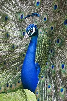 Images Dated 10th May 2008: Peafowl - peacock displaying