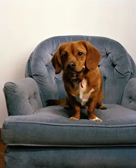 Chairs Prints: Peagle Dog - a crossbreed between a Pekingese and a Beagle