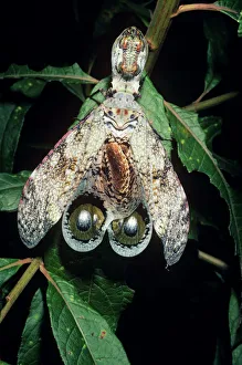 Bizarre Collection: Peanut-head Bug / Lantern Fly