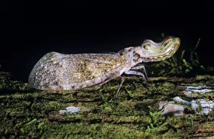 Images Dated 24th February 2006: Peanut-head Bug / Lantern Fly Costa Rica
