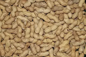 Nuts Prints: Whole Peanuts for bird feeding