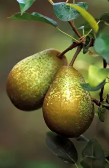 Fruit And Veg Prints: Pear - Belle Julie - Victorian walled kitchen garden at West Dean Gardens
