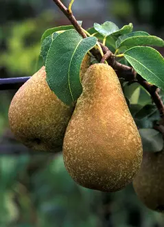 Pear - Concorde - Victorian walled kitchen garden at West Dean Gardens, West Sussex. UK September