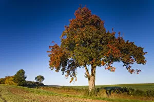 Pear Tree, in autumn color, standing between arable fields, Hessen, Germany Date: 11-Oct-15