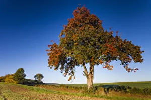 Autumnal Collection: Pear Tree, in autumn color, standing between arable fields, Hessen, Germany