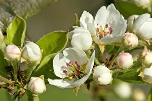 Pear tree blossoms - in full bloom in spring
