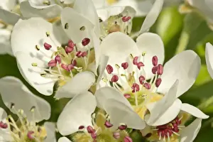 Blossom Prints: Pear tree blossoms in full bloom in spring Baden-Wuerttemberg, Germany