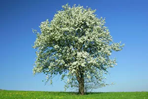 Images Dated 15th April 2007: Pear tree flowering pear tree on a meadow in spring Baden-Wuerttemberg, Germany