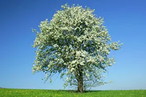 Blossom Prints: Pear tree flowering pear tree on a meadow in spring Baden-Wuerttemberg, Germany