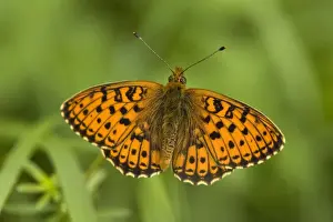 From Above Prints: Pearl-bordered fritillary