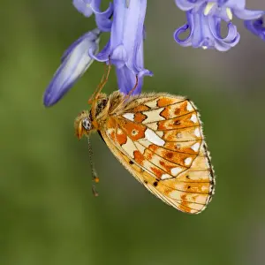 Fritillary Prints: Pearl Bordered Fritillary Butterfly - on bluebell - Cornwall - UK