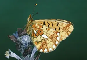 Fritillary Prints: Pearl-bordered Fritillary Butterfly JLM 506 Arqynnis euphrosyne © J