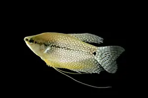 Aquarium Prints: Pearl Gourami BB 584 Side view Trichogaster leeri © Brian Bevan / ardea. com
