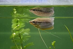 Pearl Gourami - side view with reflection