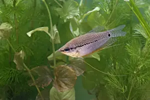 Gourami Prints: Pearl gourami – side view by weeds – SE Asia UK