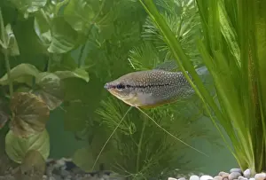 Pearl gourami – side view by weeds – SE Asia UK