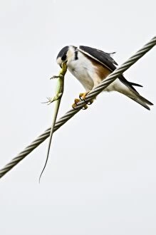 Pearl Kite - on wire with lizard prey