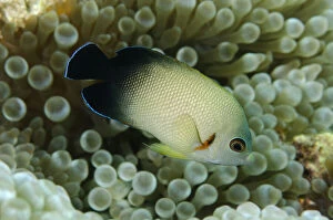 Angelfish Gallery: Pearl-scaled Angelfish - in Bulb Tentacle Anemone (aka Bubble Tip Anemone)