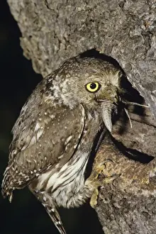 Pearl Spotted Owl - at nest with food in mouth