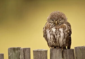 Botswana Gallery: Pearl-spotted Owl - Sitting on fence