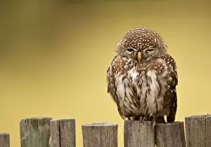 Botswana Prints: Pearl-spotted Owl - Sitting on fence - Kalahari - Botswana