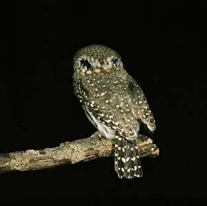 Pearl-spotted OWLET - showing false eye spots