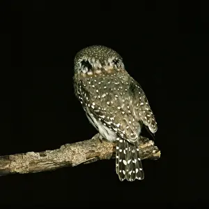 Pearl-spotted Owlet Showing false eye spots
