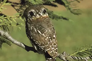 Back View Prints: Pearl Spotted Owlet - showing false eyespots