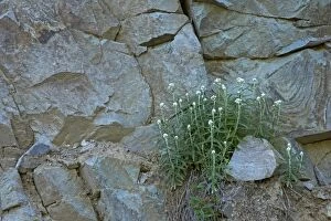 Images Dated 9th August 2006: Pearly Everlasting growing on rock face Mount Rainier NP, Washington State, USA PL000413