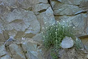 Everlasting Prints: Pearly Everlasting growing on rock face Mount Rainier NP, Washington State, USA PL000413