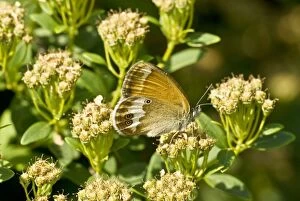 Pearly heath - underside, feeding on flower