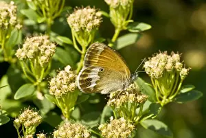 Heaths Prints: Pearly heath underside, feeding on flower Aggtelek National Park Hungary