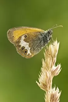 Images Dated 25th June 2008: Pearly heath - Underside, resting on grass seed head