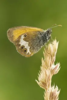 Heaths Prints: Pearly heath Underside, resting on grass seed head Aggtelek National Park Hungary