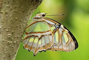 Images Dated 5th February 2007: Pearly Malachite Butterfly Colombia
